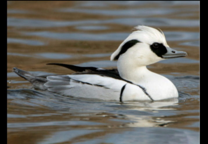 Smew bird 