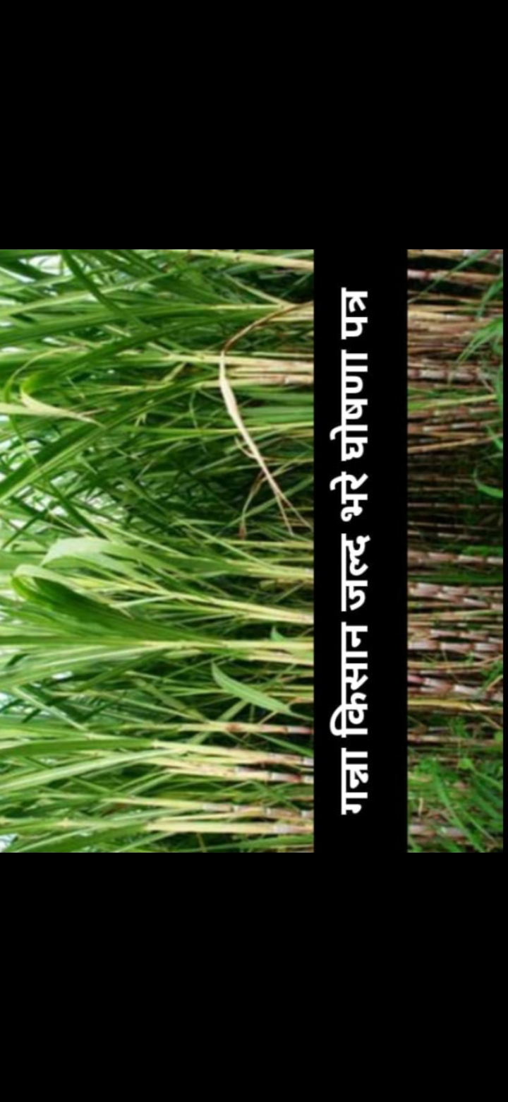 Sugarcane farmers| गन्ना किसान